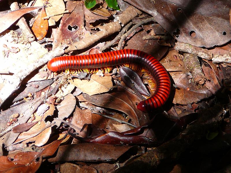 025 Red millipede